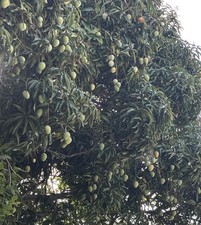 2 Yrs To Fruit Mango Tree Clone Polyembryonic 4 Seeds