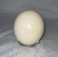 Ostrich Egg Blown Struthio Camelus On Stand crafts
