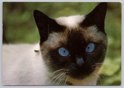 Siamese Cat Blue Eyes Photo Postcard Arti Grafiche Barlocchi Italy