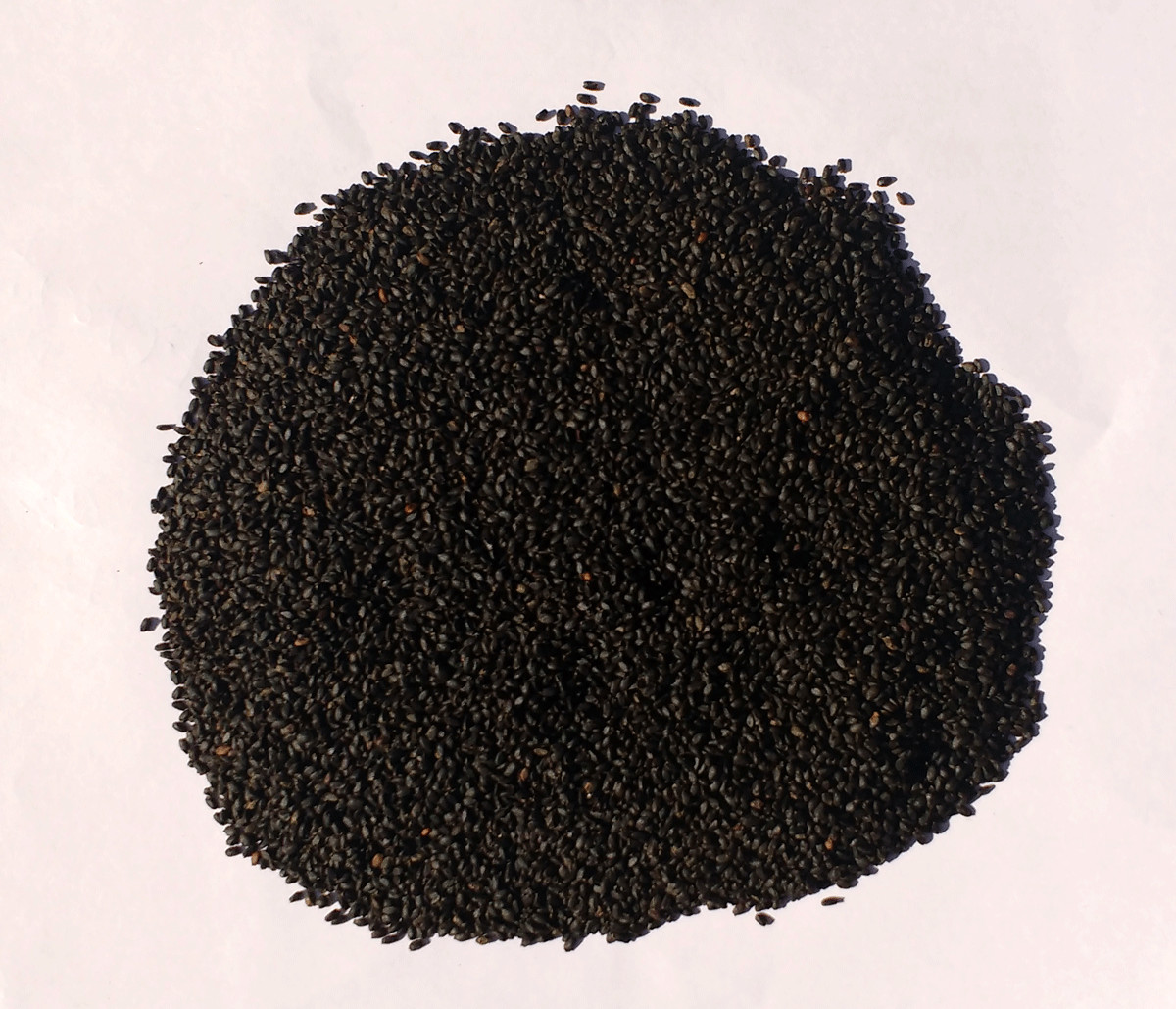 TULSI SEEDS HOLY BASIL OCIMUM TENUIFLORUM SANCTUM TULASI HER