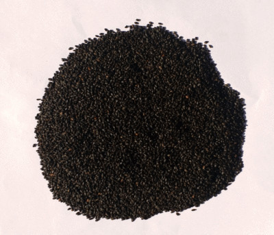 TULSI SEEDS HOLY BASIL OCIMUM TENUIFLORUM SANCTUM TULASI HERBAL - Free Shipping