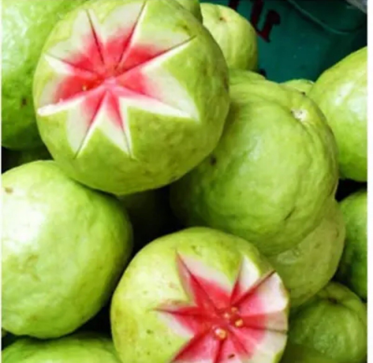 Red Kimju Guava 苗1番~20番まで 番号選んでコメントください~ 1 Cup Ruby Red Guava Tree 15-20 