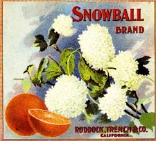 Riverside Snowball Flowers Orange Citrus Fruit Crate Label Art Print