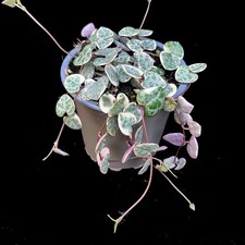 Ceropegia woodii Variegata | Variegated String of Hearts in 9cm pot