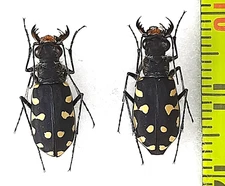 Carabidae, Cicindela (Calomera) littoralis peipingensis pair A1, E. Russia