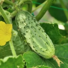 Cucumber seёds, 50 CRUISE F1 cucumber seёds, organic cucumber SW1145+TRACK