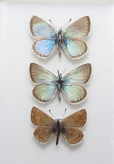 Taygetos Blue Butterflies P. menelaos from Greece. Moth/insect #7