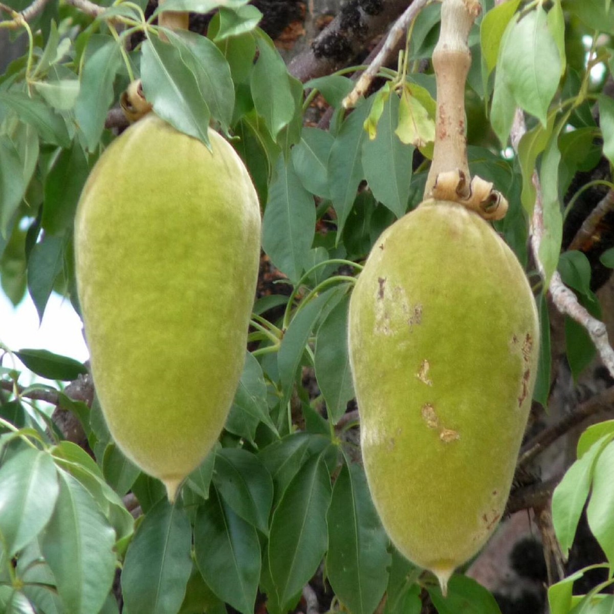 BAOBAB~ Adansonia Digitata Prehistoric Tree of LIFE BAOBAB~ Adansonia Digitata Prehistoric Tree of LIFE