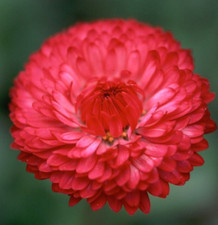 RED CORNFLOWER SEEDS 200 TALL RED BACHELOR BUTTON wildflower Free Shipping