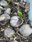 Dwarf Coconut seed one sprouted seed from PR. — photo 4