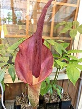 AMORPHOPHALLUS RIVIERI KONJAC Dormant Bulbs, (Voodoo Lily) Arisaema