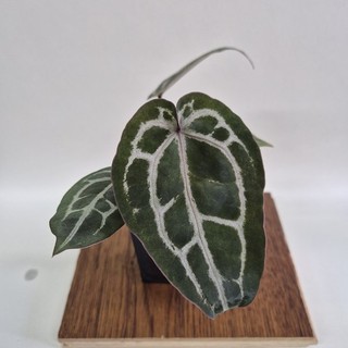 Anthurium Red Crystallium