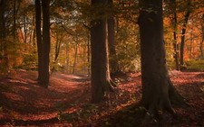 Landscape nature forest path fall leaves trees shrubs Custom Gaming Mat Desk