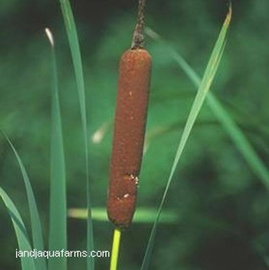 Cattail 3 plants natural bog filter stop algae koi pond garden J&J