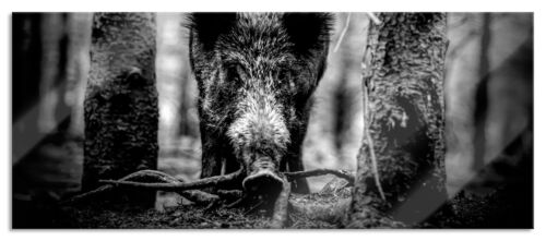 Close-up wild boar in the forest monochrome panorama glass picture incl. hanger-