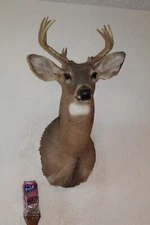 Whitetail Deer Head Shoulder Mount Taxidermy Cape Shed Antler Hunt Mule Rack