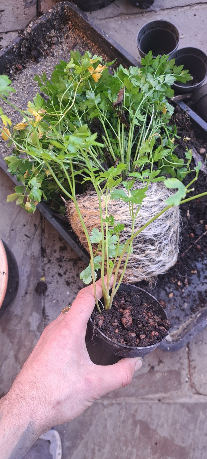 3 x Parsley French Flat Leaf Herb Plants in 12cm Pots WELL ROOTED Culinary Use image 8