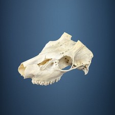 586SKU Teschio di cervo, montaggio corna, palco diametro 26mm