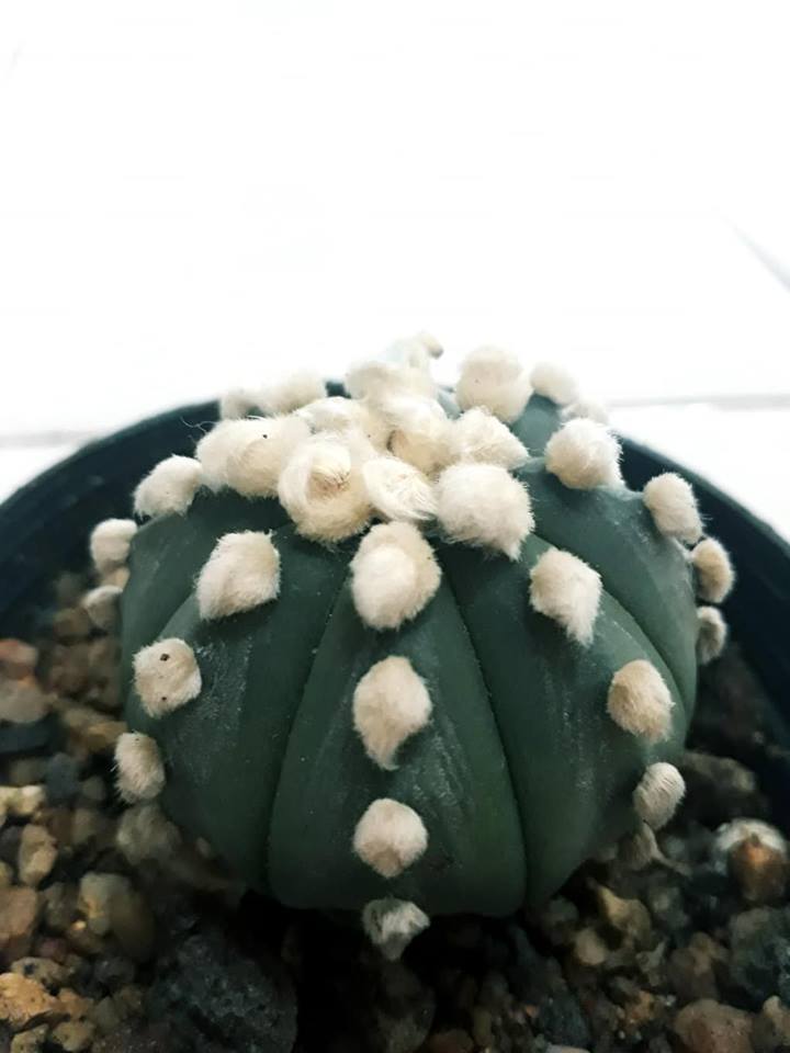 Picture 4 of 5