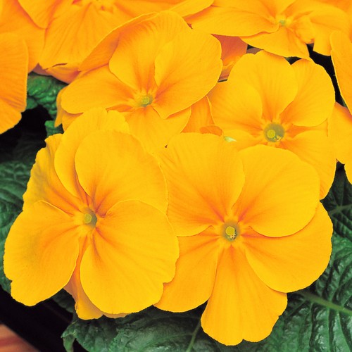 Polyanthus Orange Colourful Flowering Garden Ready Bedding Plants 6
