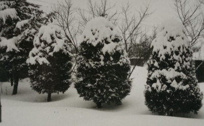 Snowy Drift Tree Fir Bush Row Hedge Winter Fence Neighbor B&W Vintage Photograph