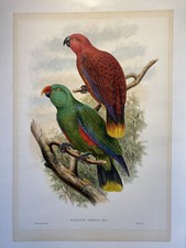 John GOULD, Eclectus Riedeli
