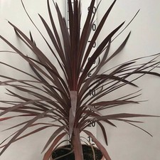 Cordyline Red Star Cabbage Palm Hardy Shrub Red Foliage 1 x 13cm Potted Plant