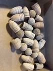 Lot Of 25 Various Union Confederate Civil War Bullets Manassas Virginia VA