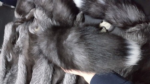 Silver fox pelt, pelt, silver fox, fox fur, fox pelt, silver fox fur, real fox f - Picture 7 of 9