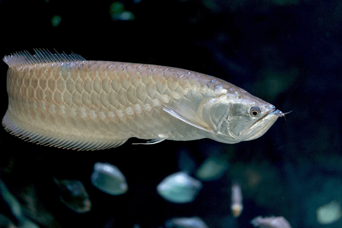 Beautiful Sliver Arowana 18 Inch Live Fish. | eBay