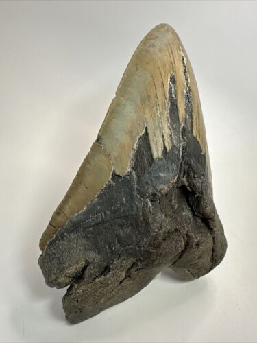 Megalodon Shark Tooth 6.08 inch - Massive - Authentic Fossil - Natural 18498 - Picture 3 of 8