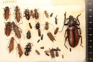 2605003. Mixed beetles from Borneo. Cerambycidae Prioninae Lucanidae Gnaphaloryx