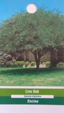 LIVE OAK 4-6 FT  SHADE TREE BEAUTIFUL Trees 4 UR Home Plant Plants NOW