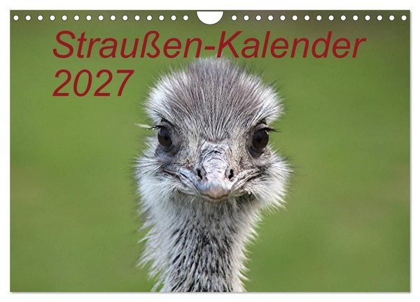 "Calendar 2027 · US Version · Ostrich Calendar 2027 (Wall Calendar 2027 12\" × 8\""-image