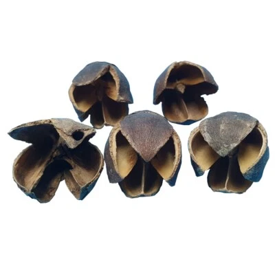 Bakuli-Kapseln 5 Stück / Garnelen Höhle Versteck Aquarium Fische Dekoration