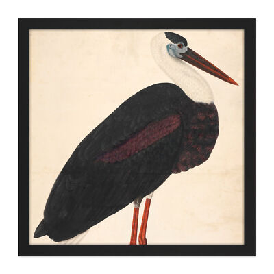 Black Stork In A Landscape Indian Watercolour Bird Square Framed Wall Art