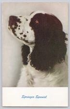 Postcard - Springer Spaniel Dog Profile Portrait Standard Arts