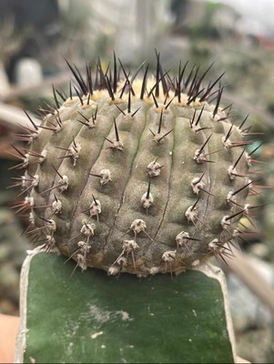 6.4cm RareSucculent Plant Copiapoa cinerea subsp GraftedCactus Cactus WYSIWYG 