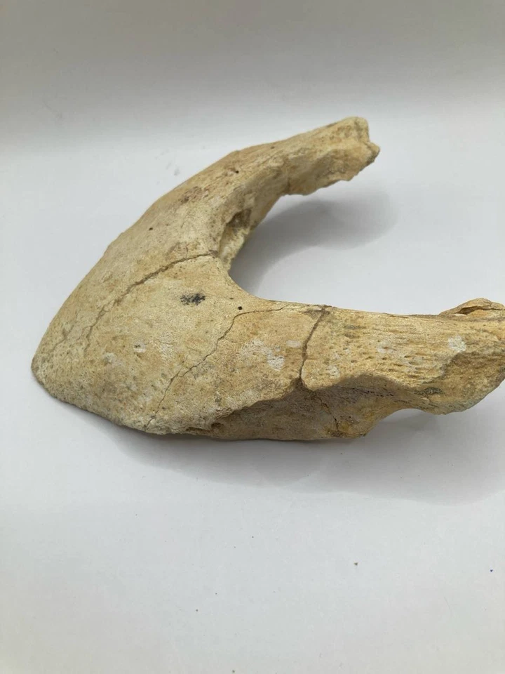 Cretaceous Marine Turtle Shell (Plastron) Fragment Genuine Fossil from Morocco - Image 4 of 4