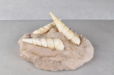 Fossil Turritella Shell on Matrix from Touraine, France 11.8  cm  # 20720