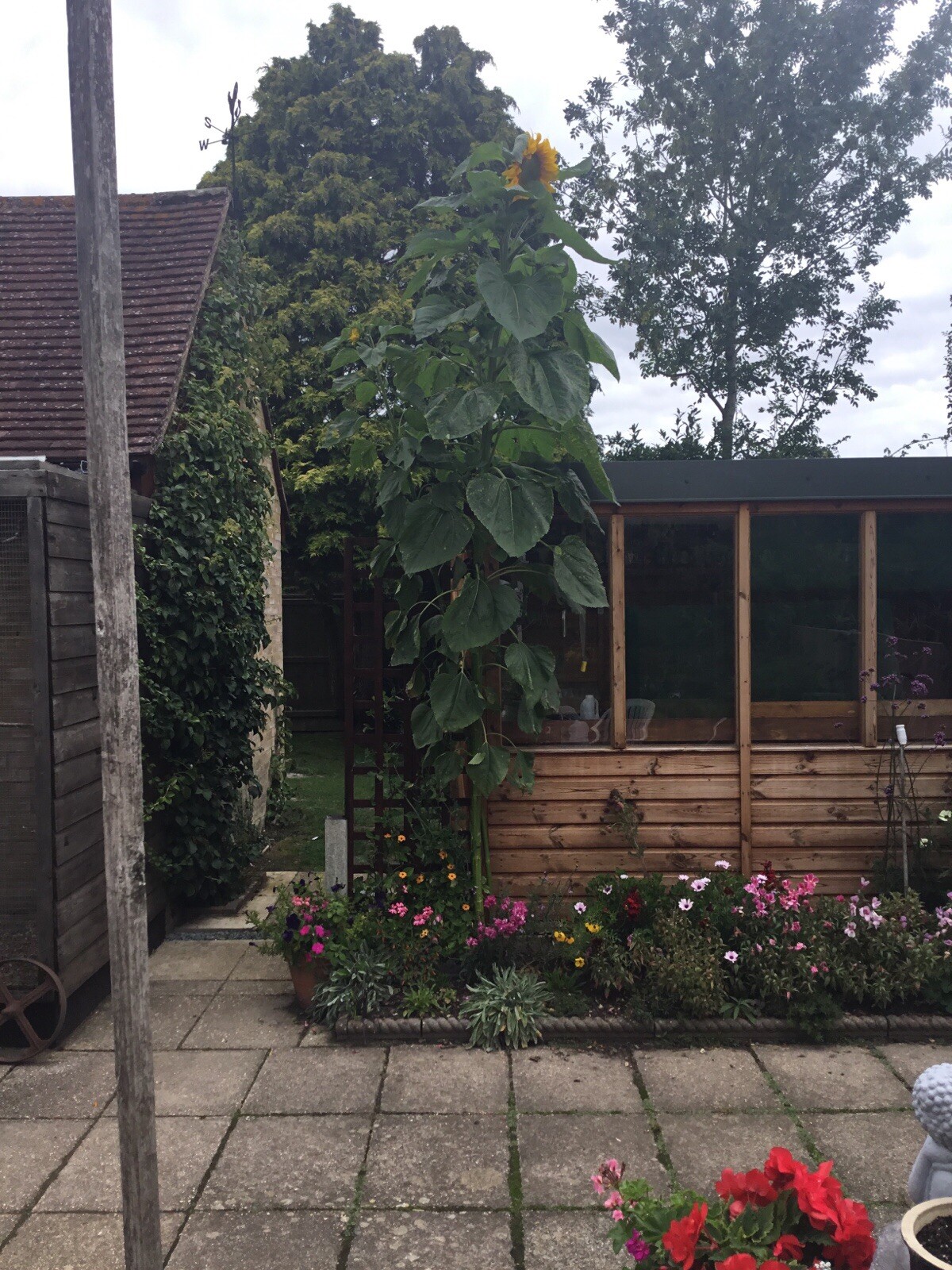 giant sunflower seeds eBay