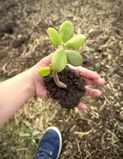 1 ground grown 8.5  Crassula Ovata lucky green jade live rooted EXACT plant