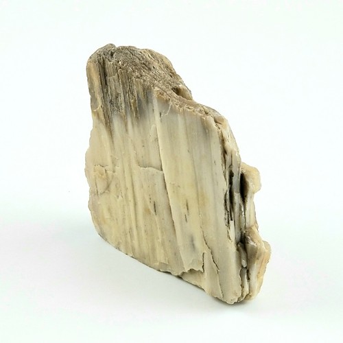 Petrified Wood South Dakota 1 lb 1.6 oz 3.5” x 4" x ~1" Wooden Rock Stone Fossil - Picture 3 of 6