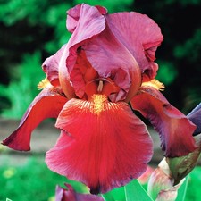 Iris Rhizom Staude Blüten Iris Germanica Deutsche Schwertlilie Red Zinger 1 St.