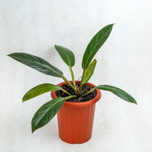 Golden Melonii Philodendron - Live Plant in a 4 Inch Pot