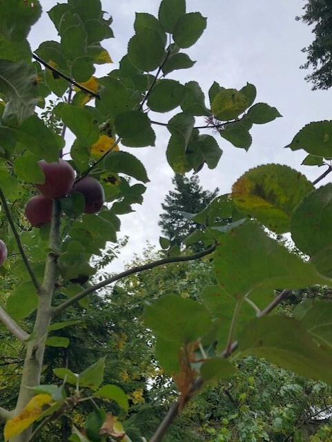 5 Summerred Apple tree cuttings for rooting, grafting. - Image 3 of 4