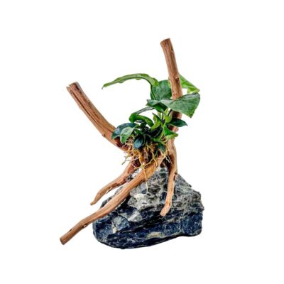 AquaOne Anubias nana Pflanze auf Moorkienwurzel mit Seiryu Stein Aquarium Deko