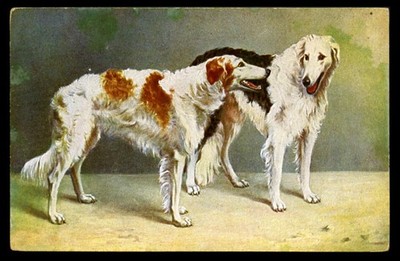 BORZOI RUSSIAN WOLFHOUND Brace Pair Dog Art Artist Picture Postcard C. 1910