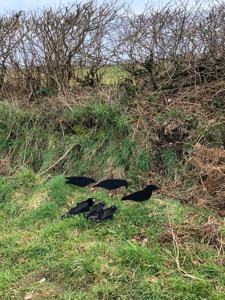 FA-194002 Fully Flocked Crow Decoys - 3 Pack - Image 4 of 4