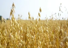 Oat Seeds for Planting Non-GMO Crops